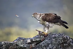 Bonelli's eagle (Aquila fasciata)