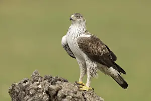 Bonelli's Eagle (Aquila fasciata)