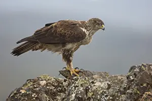 Bonelli's Eagle (Aquila fasciata)