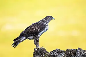 Bonelli's Eagle (Aquila fasciata)