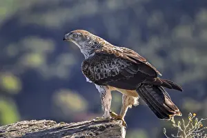 Bonelli's eagle (Aquila fasciata) adult male perched on rock in spring