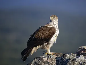 Bonelli's eagle (Aquila fasciata) looking for rocks