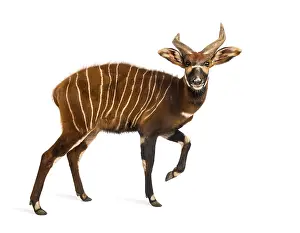 Bongo, antelope, Tragelaphus eurycerus walking against white background