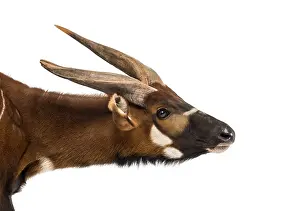 Bongo, antelope, Tragelaphus eurycerus against white background