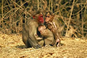 Bonnet monkey Macaca radiata particular specie with red face found in Bandipur