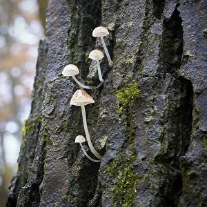 Bonnets (Mycena) on a dead tree trunk in the forest