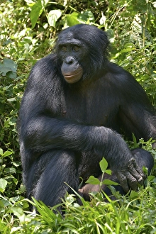 Bonobo (Pan paniscus), Lola ya Bonobo Sanctuary