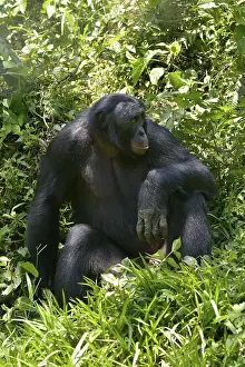 Bonobo (Pan paniscus), Lola ya Bonobo Sanctuary