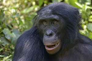 Bonobo (Pan paniscus), portrait