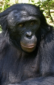 Bonobo (Pan paniscus), portrait
