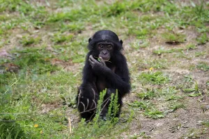 Bonobo, pygmy chimpanzee (Pan Paniscus)