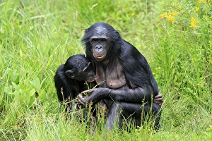 Bonobo, pygmy chimpanzee (Paniscus)