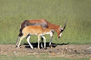 Bontebok (Damaliscus pygargus)