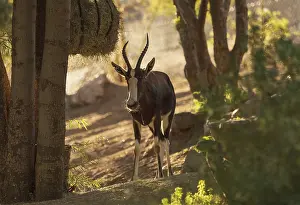 Bontebok, Damaliscus pygargus, is a South African antelope often found in dry grassland and is considered endangered