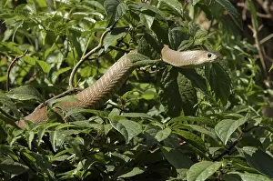 Boomslang (Dispholidus typus)