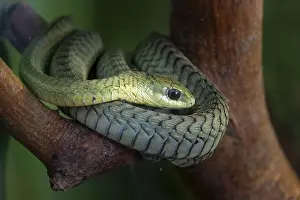 Boomslang (Dispholidus typus) in a tree