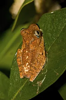 (Boophis pyrrhus) at Andasibe, Madagascar