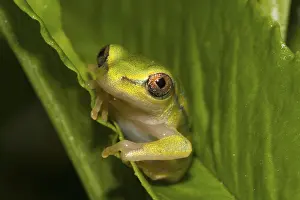 Boophis tephraeomystax (Boophis tephraeomystax) sitting on leaf