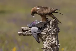 Booted eagle (Aquila pennata), dark morph
