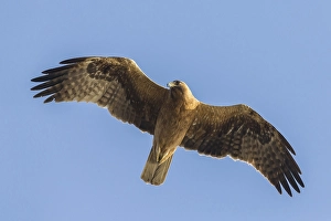 Booted eagle (Hieraaetus pennatus)