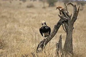 Booted eagle and woolly-headed vulture on a tree