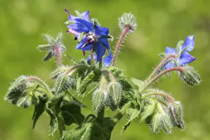 Borage (Borago officinalis), flowering
