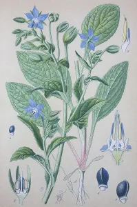Borage (Borago officinalis), historical illustration from 1885