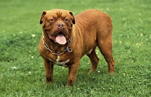 BORDEAUX MASTIFF DOG, ADULT WITH COLLAR