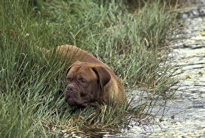 Bordeaux Mastiff Dog entering Water