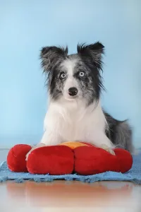 Border collie, bitch, blue merle