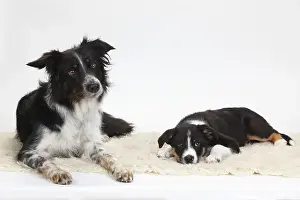 Border Collie, bitch with puppy