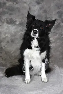 Border Collie (Canis lupus familiaris)