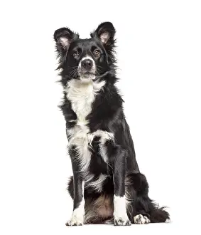 Border Collie dog, 1 year old, sitting against white background