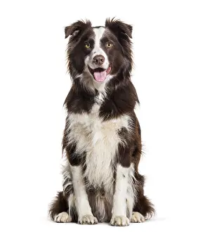Border Collie dog, 2 years old