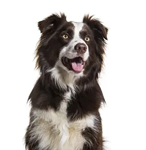 Border Collie dog, 2 years old