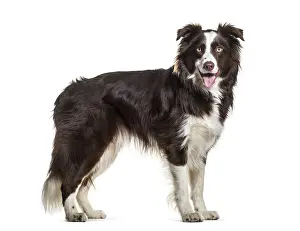 Border Collie dog, 2 years old