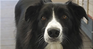 Border Collie Dog near its Dog House