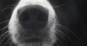 Border Collie Dog, Portrait of male