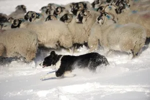 Border Collie herding sheep, England