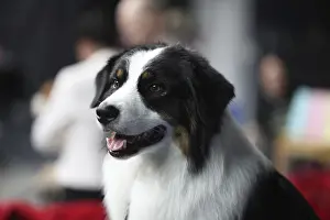 Border Collie intense stare, highly intelligent