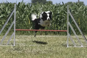 Border Collie jumping over an agility-hurdle