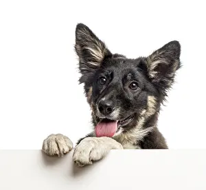 Border collie leaning on a white board
