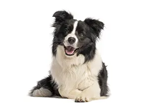 Border collie panting and lying down