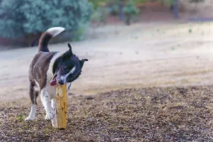 Framed Print : Border collie playing with a wooden stick in a park