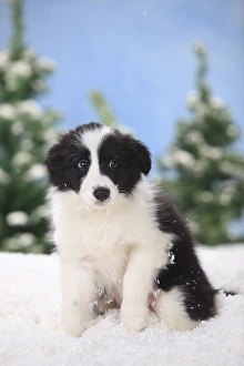 Framed Print : Border Collie, puppy, 11 weeks Framed Print : Border Collie, puppy, 11 weeks