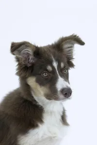 Border Collie, puppy, 4 months