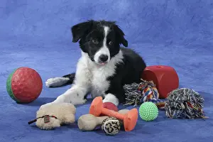 Border collie, puppy, 4 months, with various toys