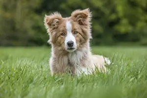 Border collie, puppy