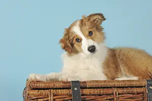 Border Collie, sable, puppy, 14 weeks old