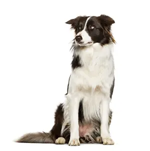 Border Collie sitting against white background